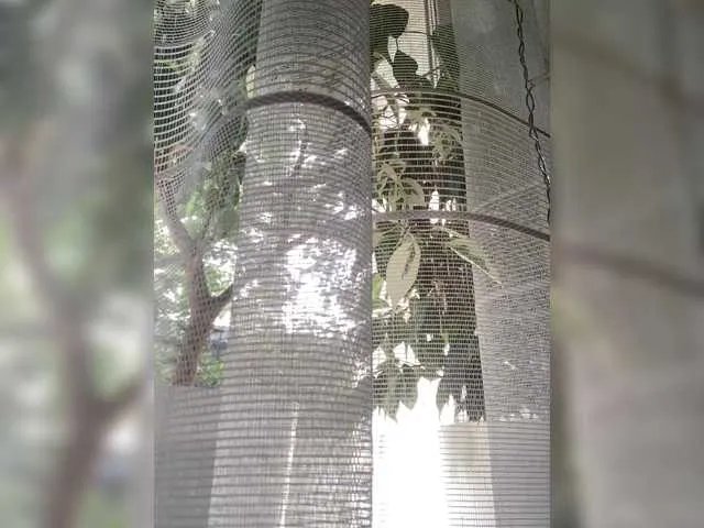 pizzahubb on BongaCams 